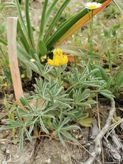 Lupinus luteus