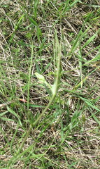 Lathyrus pannonicus collinus