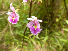 Epidendrum calanthum
