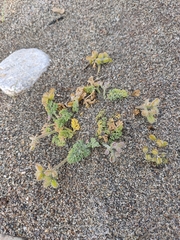 Daucus pumilus