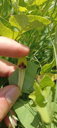 Aristolochia paucinervis, photograph 5