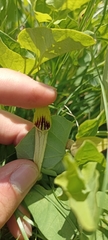 Aristolochia paucinervis, photograph Samuel GUIRAUDOU, CC BY, iNaturalist via GBIF