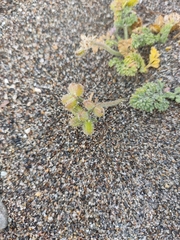 Daucus pumilus