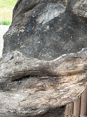 Chionanthus retusus