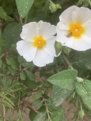 Cistus salviifolius