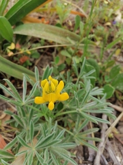 Lupinus luteus