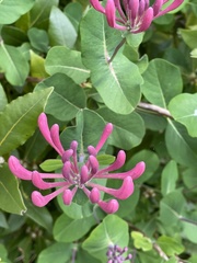 Lonicera caprifolium