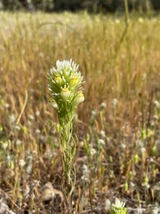 Castilleja lineariloba