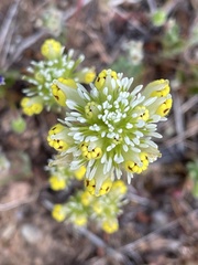 Castilleja lineariloba