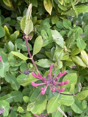 Lonicera caprifolium
