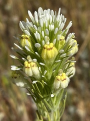 Castilleja lineariloba