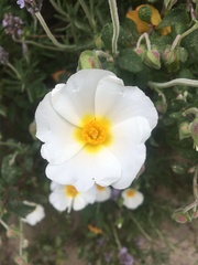 Cistus salviifolius