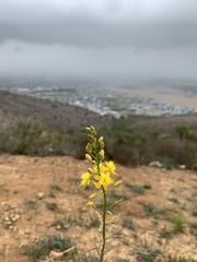 Bulbine cepacea