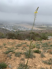 Bulbine cepacea