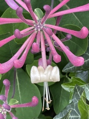 Lonicera caprifolium