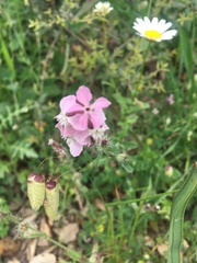Silene gallica