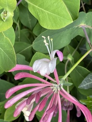 Lonicera caprifolium