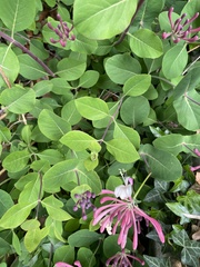 Lonicera caprifolium