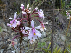Epidendrum blepharistes
