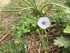 Linum bienne