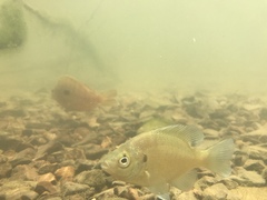 Lepomis macrochirus