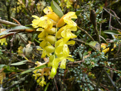 Epidendrum barbae