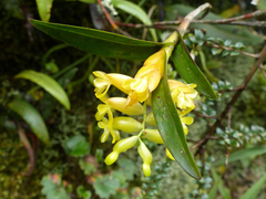 Epidendrum barbae