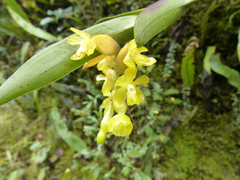 Epidendrum barbae