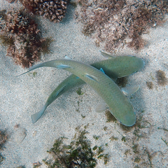 Crenimugil crenilabis