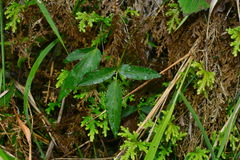 Angelica tarokoensis