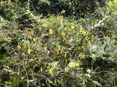 Epidendrum barbae