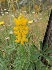 Lupinus luteus