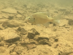 Lepomis macrochirus
