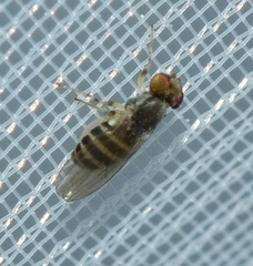 Periscelididae