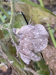 Teratodes monticollis