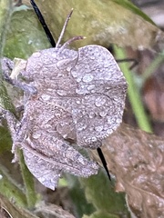 Teratodes monticollis