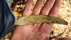 Eucalyptus sieberi