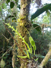 Epidendrum anoglossum