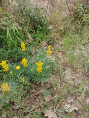 Lupinus luteus