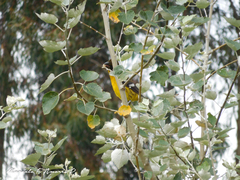 Pheucticus aureoventris