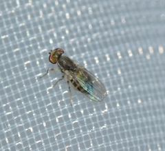 Periscelididae