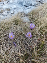 Crocus neapolitanus