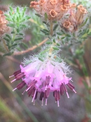 Erica barbigeroides