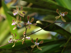 Encyclia replicata