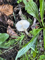 Leucoagaricus naucinus