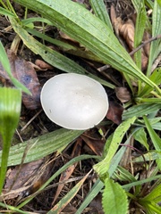 Leucoagaricus naucinus