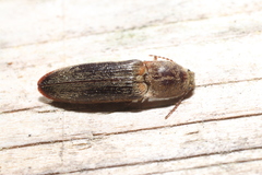 Gambrinus griseus