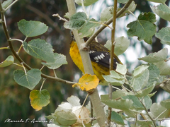 Pheucticus aureoventris