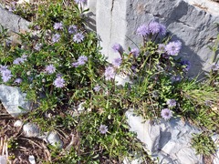 Globularia meridionalis