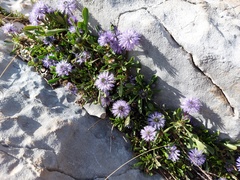 Globularia meridionalis